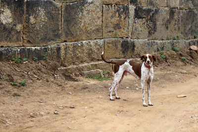 Dog standing against wall