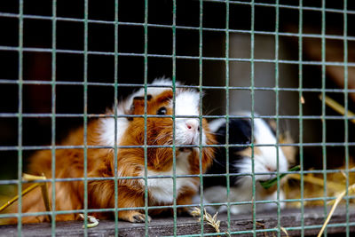 Cute guinea pigs on animal farm in hutch. guinea pig in cage on natural eco farm. 
