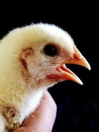 Close-up of bird against black background