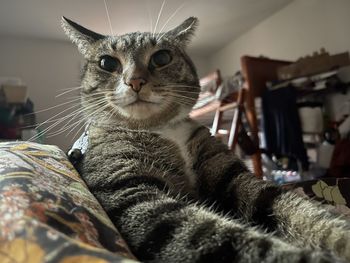 pet