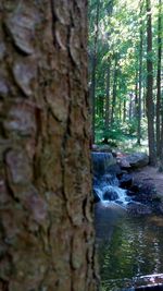 Trees in forest