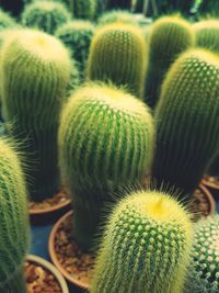 Close-up of succulent plant