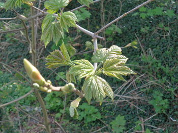 Close-up of fresh green plant