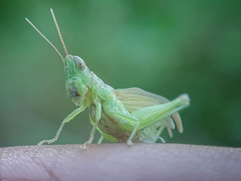 Close-up of insect on leaf