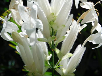 Close-up of white flowers