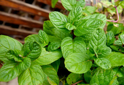 Close-up of green leaves