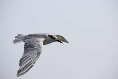 Close-up of eagle flying against clear sky