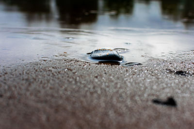 Close-up of crab on beach