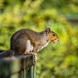 Close-up of squirrel