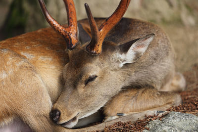 Close-up of deer resting on field