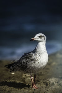 Close-up of seagull on land