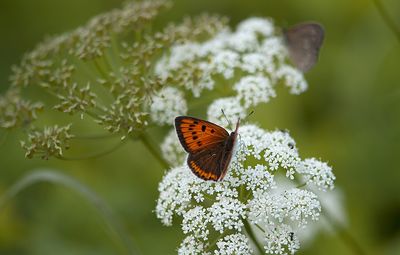 Close-up of butterfly perching on cow parsnip outdoors