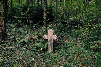 Tomb stone in cemetery at forest