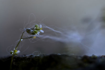 Close-up of young plant against blurred background