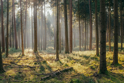 Pine trees in forest