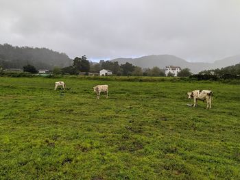 Cows grazing in a field