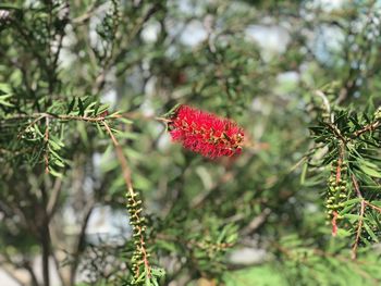 Close-up of red flowering plant against trees