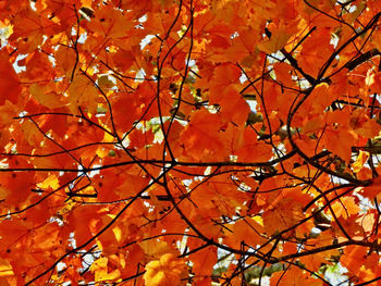 Low angle view of maple tree