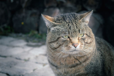 Close-up portrait of a cat