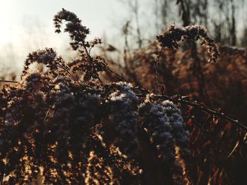 Close-up of snow on plant in forest