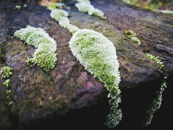 Close-up of fresh green plant