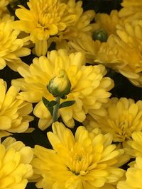 Close-up of yellow flower