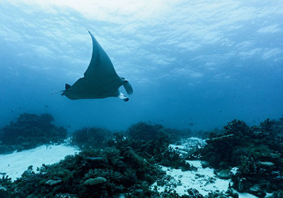 Reef manta ray (mobula alfredi) at the great barrier reef