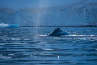 Scenic view of swimming in sea during winter