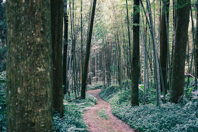 Panoramic shot of trees growing in forest