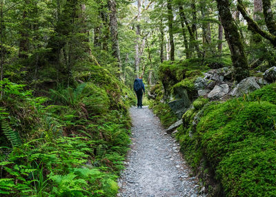 Rear view of person walking on footpath in forest