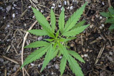 High angle view of plant growing on field