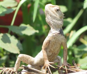 Close-up of lizard on tree