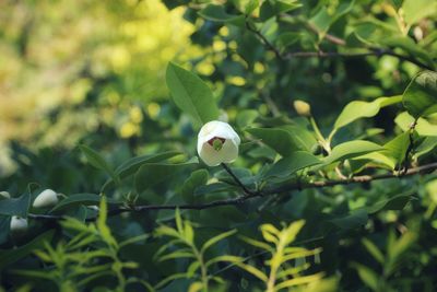 Close-up of white flowering plant