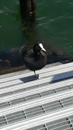 High angle view of seagull perching on a lake