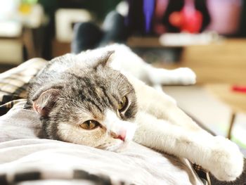 Close-up of cat lying on bed at home