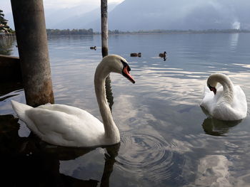 Swans swimming in lake