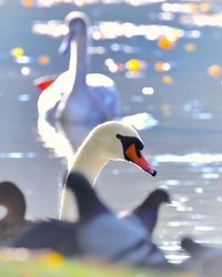 Swan swimming in a lake