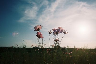 Pink flowers blooming in field