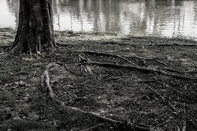 Scenic view of lake in forest