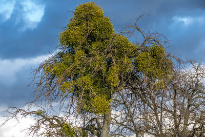 Low angle view of tree against sky