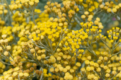 Close-up of yellow flowering plants on field