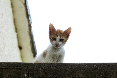 Portrait of cat looking against wall