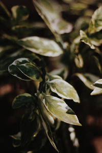 Close-up of plant