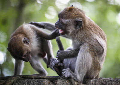 Monkeys sitting in a forest