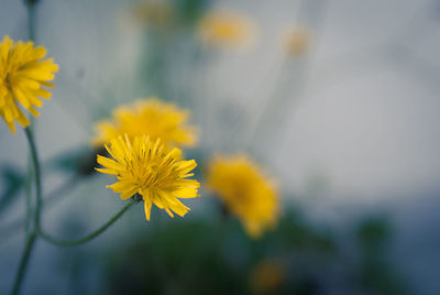 Close-up of yellow cosmos flower blooming outdoors