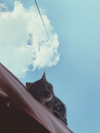 Low angle view of cat looking away against sky