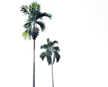 Low angle view of palm tree against clear sky