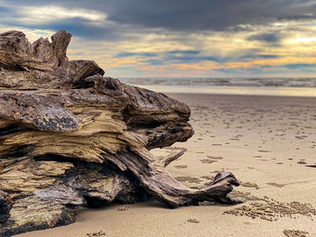 Driftwood on beach against sky during sunset