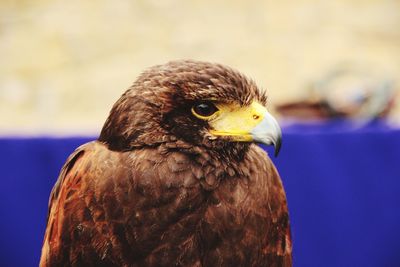 Close-up of a bird looking away