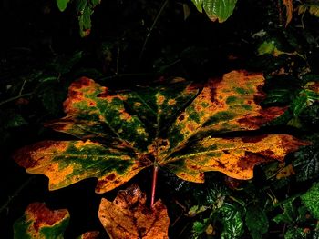 Close-up of maple leaves on plant at night